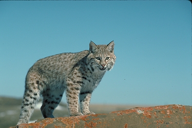 Bobcat