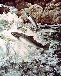 Atlantic Salmon