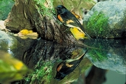 American Redstart Magnet