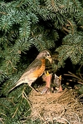 American Robin Poster