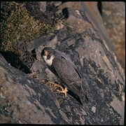 Arctic Peregrine Falcon Magnet