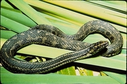 Atlantic Salt Marsh Snake Poster