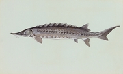 Atlantic Sturgeon Magnet