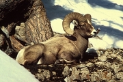 Bighorn Sheep T-Shirt