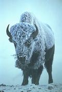 Bison T-Shirt