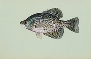 Black Crappie T-Shirt