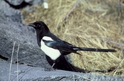 Black-billed Magpie T-Shirt