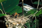 Black-throated Blue Warbler Poster