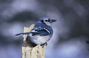 Blue Jay T-Shirt