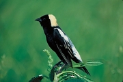 Bobolink Magnet