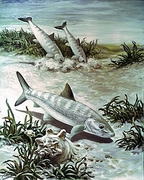 Bonefish Magnet