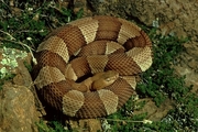 Broad-banded Copperhead Poster