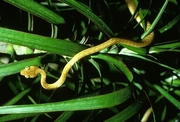 Brown Tree Snake Poster