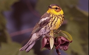 Cape May Warbler Poster