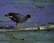 Common Moorhen Mousepad