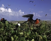 Frigatebird Poster