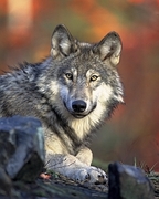 Gray Wolf Magnet