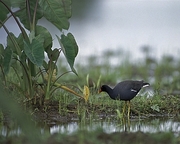 Hawaiian Moorhen Mousepad