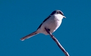 Loggerhead Shrike Magnet