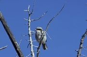 Loggerhead Shrike Magnet