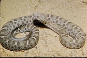 Mexican Ridged Nose Rattlesnake Poster