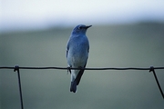 Mountain Bluebird T-Shirt