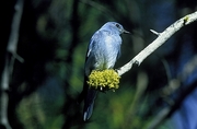 Mountain Bluebird T-Shirt