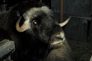 Musk Ox Poster