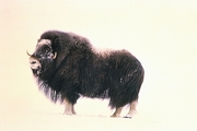 Musk Ox Poster