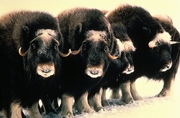 Musk Ox Poster