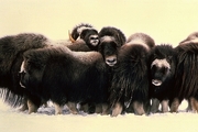 Musk Ox Poster