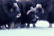 Musk Ox Poster