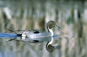 Northern Pintail Poster