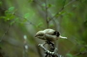 Northern Shrike Poster