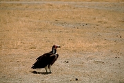 Nubian Vulture Magnet