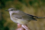 Orange-crowned Warbler Magnet