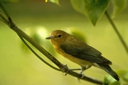 Prothonotary Warbler Magnet