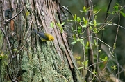 Prothonotary Warbler Poster