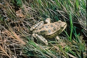 Red legged frog Magnet