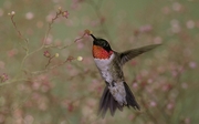 Ruby-throated Hummingbird Mousepad