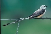 Scissor-tailed Flycatcher Poster