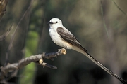 Scissor-tailed Flycatcher T-Shirt