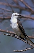 Scissor-tailed Flycatcher Poster