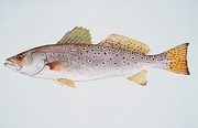 Spotted Seatrout Magnet