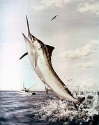 Striped Marlin Magnet