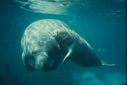 West Indian Manatee Magnet