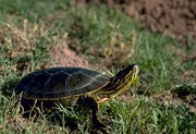 Western Painted Turtle T-Shirt