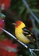 Western Tanager Magnet