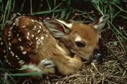 White-tailed Deer T-Shirt