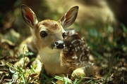 White-tailed Deer Mousepad